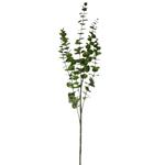 Eucalyptus tak Groen 88 cm per stuk