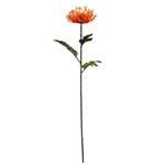 Protea Oranje Zijdenbloem 75 cm per stuk