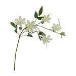 Clematis Dubbel Crème Zijdenbloem 78 cm per stuk