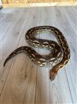 1.1 Acrantophis Madagascariensis boa 