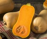 Butternut Betternut 1744 F1 PMT kleinverpakking Aanrader Hoge productie flespompoen