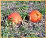 Atlantic Giant Orange Strain reuzepompoen basiseenheid