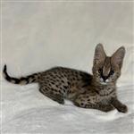 Chatons Serval Exotiques de Haute Qualité