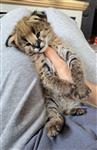  Wij bieden Savannah  serval en caracal