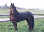 ter dekking friesche hengsten