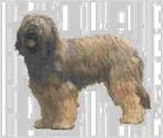 Borduurpakket : Briard