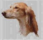 Borduurpakket : Saluki