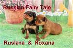 4 Exclusieve schattige mini pup russkiy toy.