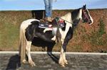 super braaf bont wandelpaard