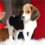 Beagle pup 12 weken oud