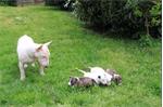 bullterrier pups