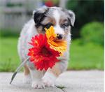 Mooie Australische herder pups
