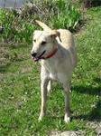 Alma ter adoptie Beter Hondenleven