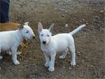 mini bull terrier pups zoeken thuis