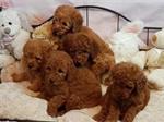 Toy poedel pups