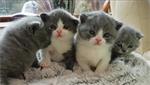 Brits Korthaar Kittens voor Sweet Homes