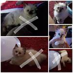 Ragdoll kittens, Raszuiver, Blauwe ogen.