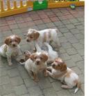 Epagneul breton te koop