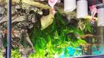 aangeboden Aquarium 100 x 40 x 40