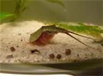 Triops