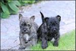  Cairn terrier pups