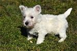 Westie pups