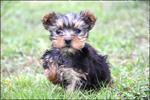 Yorkshire terrier pups