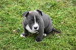 Amerikaanse stafford pups