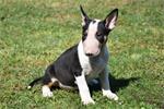 Bull terrier pups