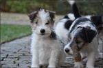 Ruwharige fox terriër pups 