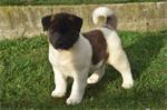 Akita inu pups