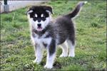 Alaskan malamute pups