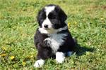 Australische herder pups