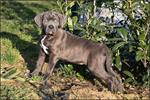 Cane corso pups