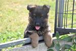  Duitse herder pups