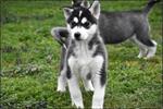 Husky pups
