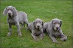 Weimaraner pups