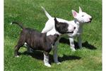 SUPER mooie Bull terrier teefje FCI stamboom 