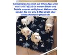 stamboom Golden Retriever puppies te koop