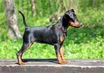 SUPER mooie Dobermann teefje FCI stamboom 