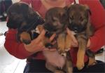 Lieve schattige puppy's aangeboden