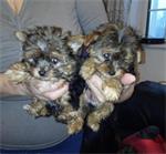 Miniatuur Yorkie-puppy's