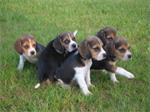 Super knappe Mooie Beagletjes beschikbaar,