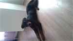 lieve rottweiler pup van 6 maanden