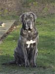Cane corso pups verwacht - begin mei 2020
