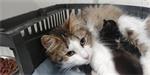 Mooie kittens  Noortjes  Wild kleur Tabby wit