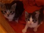 Kittens kruisingmaincoon