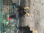 Barnevelder hanen