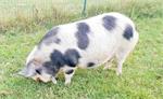 Mooie Kunekune zeug