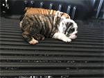 Gezonde Engelse Bulldog-puppy's